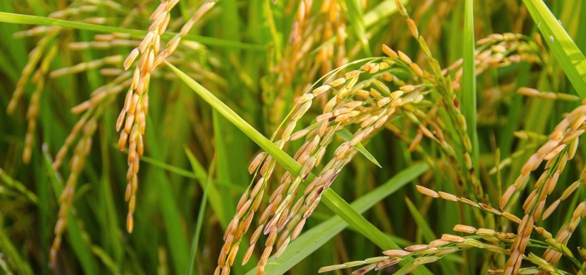 Un nouveau riz transgénique résistant à la chaleur… plus performant ?