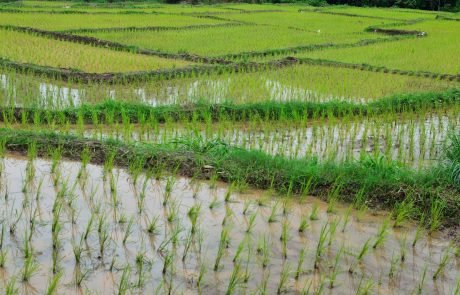 La hausse du CO2 nuit à notre alimentation