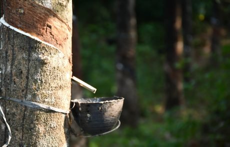 Plus de RSE pour la filière du caoutchouc naturel