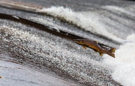 Lachse reagieren mit Hyper-Evolution auf Überfischung ihrer Hauptnahrungsquelle