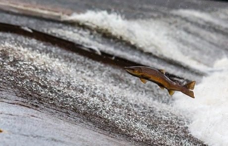 Lachse reagieren mit Hyper-Evolution auf Überfischung ihrer Hauptnahrungsquelle