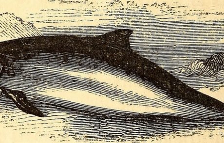 Schweinswale durch Schifffahrtslärm bedroht