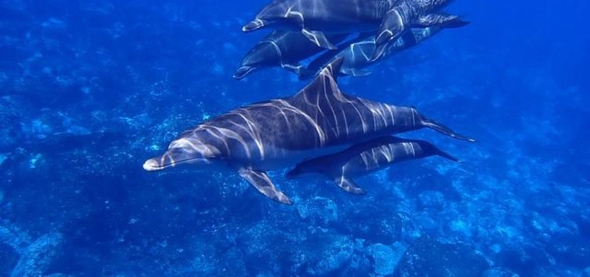 Delfine unterscheiden sich im Sozialverhalten nur wenig von den Menschen