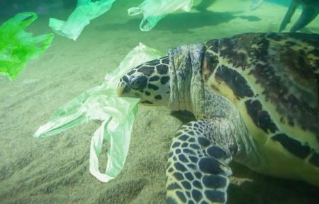 Sea turtles mistake the smell of plastics for food, study finds