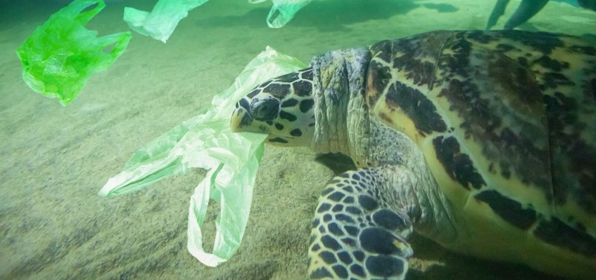 Sea turtles mistake the smell of plastics for food, study finds