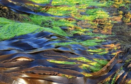 Carbon aus Algen: Ein Baustoff, der die Umwelt schützt.