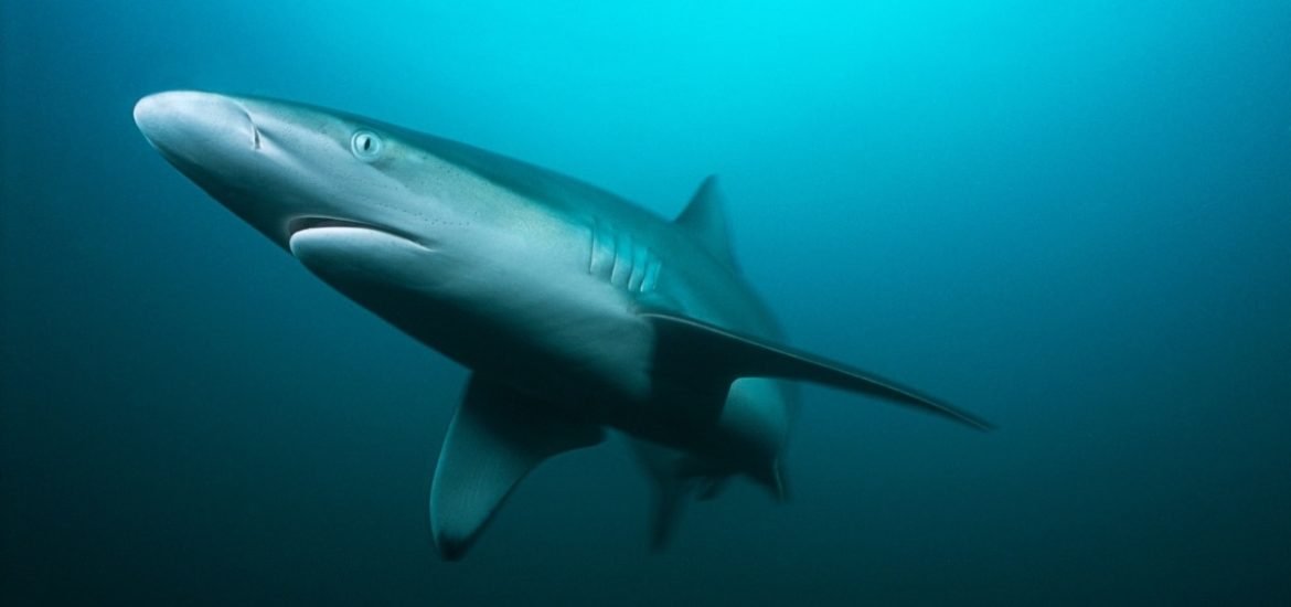 Ocean sharks increasingly threatened by global fisheries