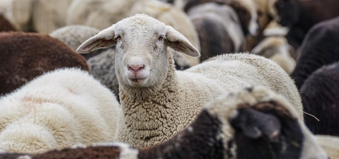 Fessenheim Grec, vache à viande, brebis sous tranxène… bêtisier révélateur