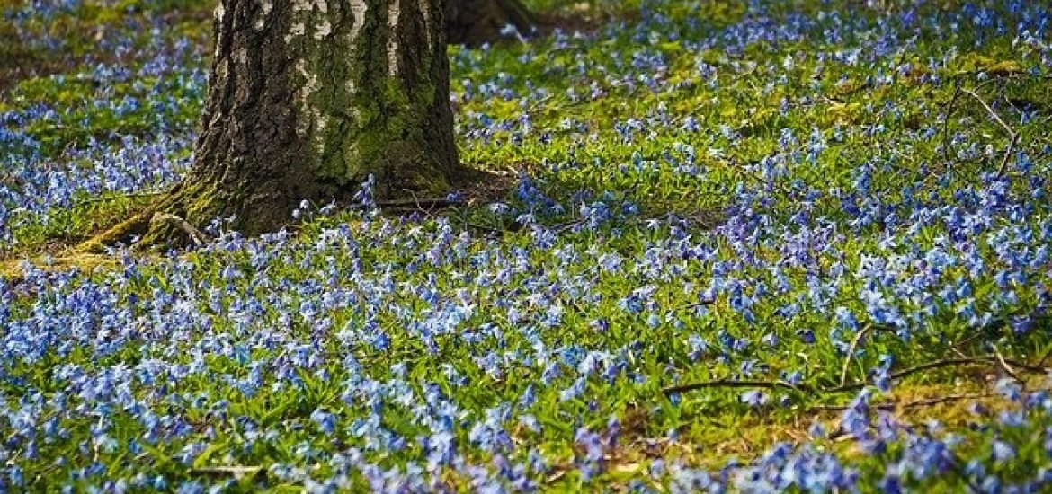 Birken ziehen Mikroplastik aus den Böden