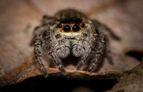 Scientists teach spider to jump with hope of building new robots