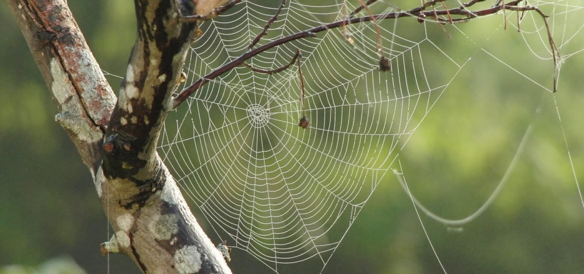 Spiders use electric fields to glide through the air