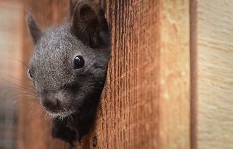 Eichhörnchen in Kanada: Frühes Trauma kann Leben drastisch verkürzen