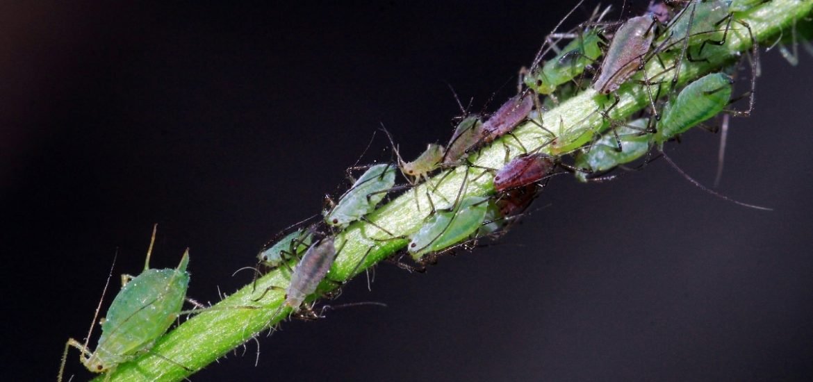 Scientists are using CRISPR-based technology to target agricultural pests