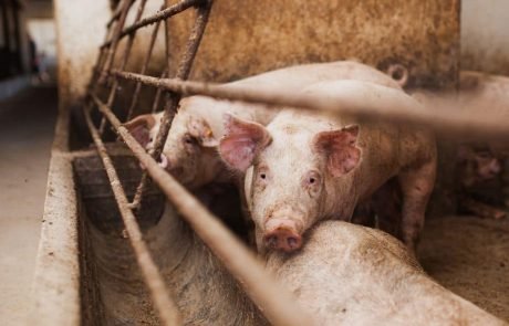 A new strain of swine flu in pigs in China has ‘human pandemic potential’