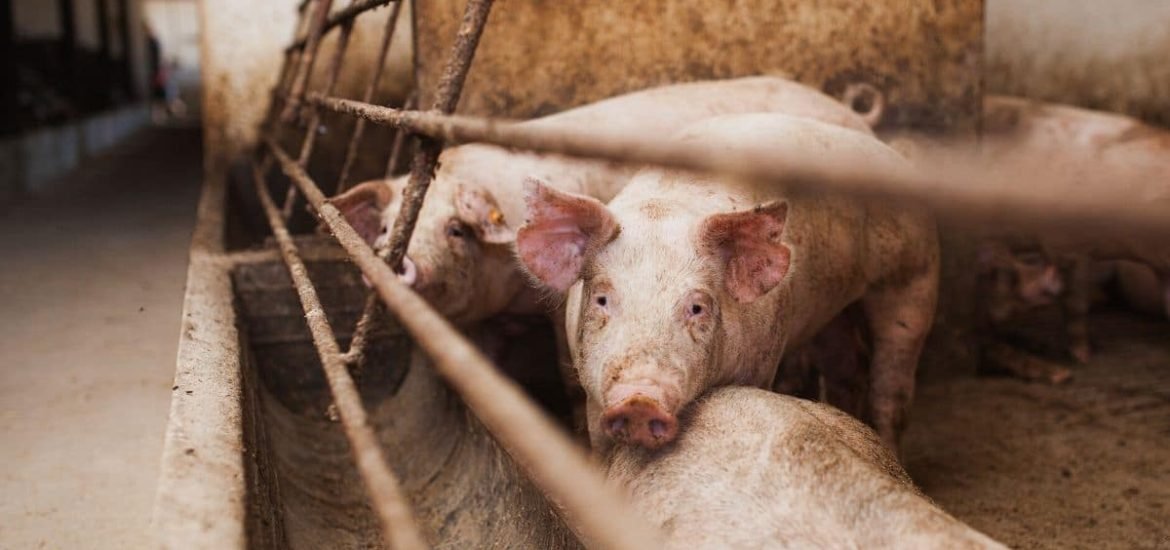 A new strain of swine flu in pigs in China has ‘human pandemic potential’