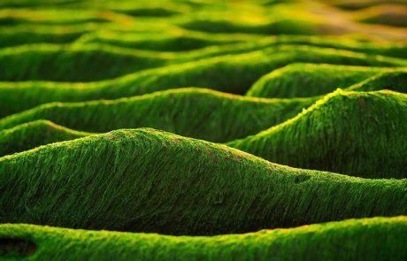 Forscher entwickeln biologisch abbaubares Plastik auf Algenbasis