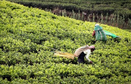 The Adoption of Organic Agriculture by Sri Lanka Was a Debacle.  (Others, take note.)