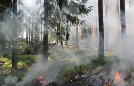 Waldbrände bergen doppelte Gefahr durch Staubentwicklung
