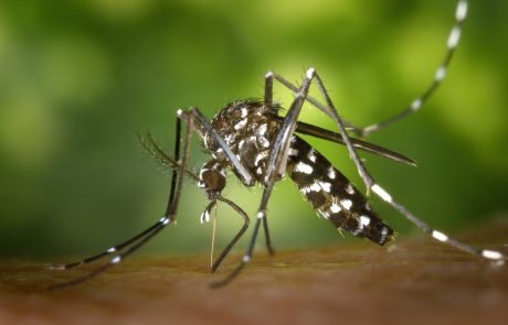 Is Europe prepared to face emerging mosquito-borne diseases?
