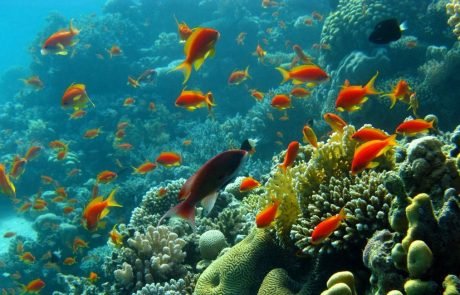 Teeny tiny fish allow coral reefs to flourish in otherwise barren oceans