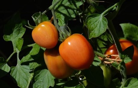Tomaten aus dem Weltall