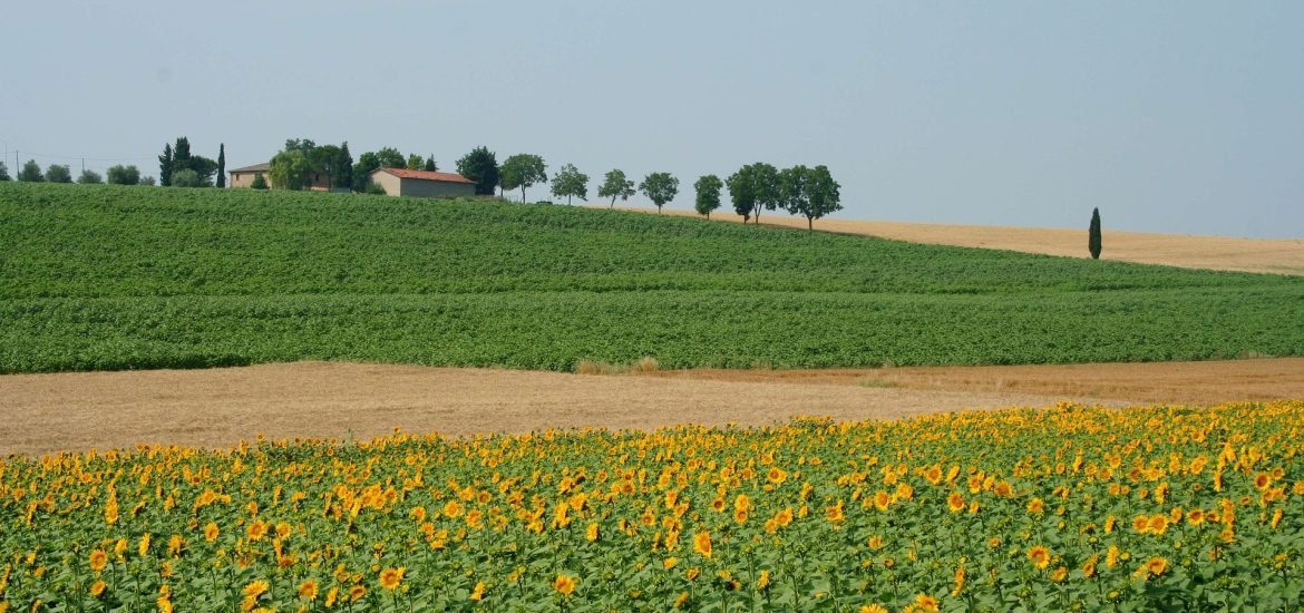 The reckless insistence on banning GMO trials