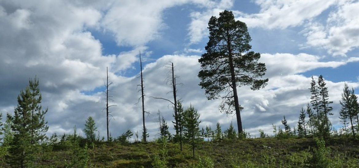 Aufforstung von Regenwäldern: nur die Hälfte der gepflanzten Bäume überlebt