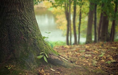 Pollution is causing tree malnutrition in Europe