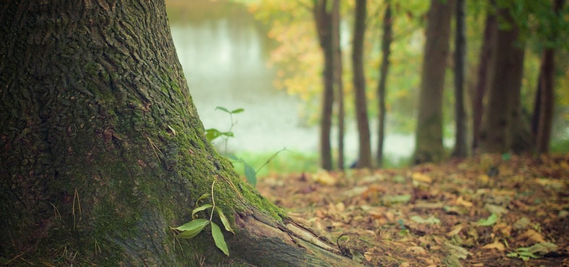 Pollution is causing tree malnutrition in Europe