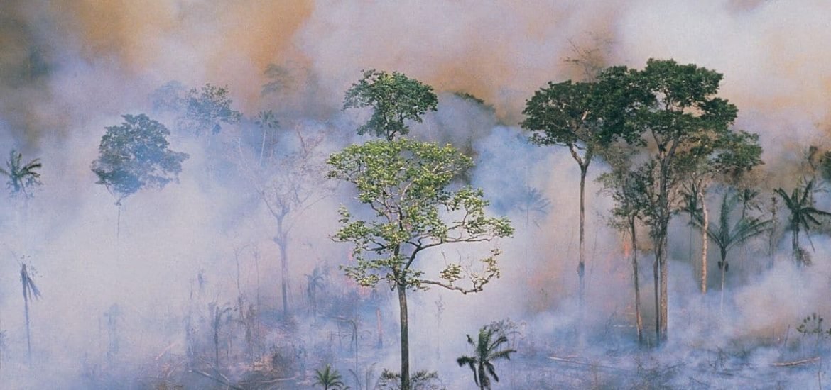 Ability of tropical forests to act as carbon sink is diminishing