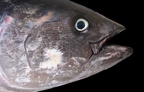 Studie belegt: Thunfische profitieren durch Schutzzonen