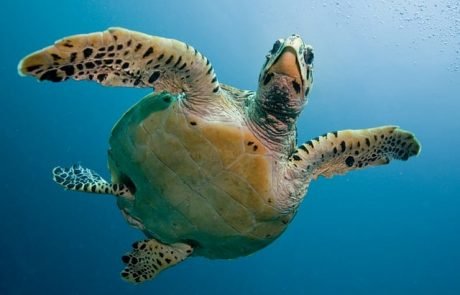 Größte ausgestorbene Schildkrötenart Europas gefunden