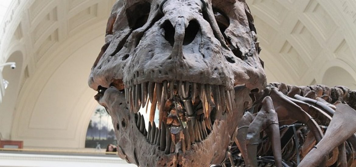 Einkerbungen auf Dinosaurierzähnen erklären Fressgewohnheiten von T-Rex und Co.