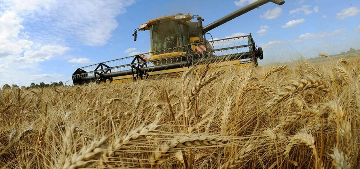 Comment expliquer la diminution de rendement des cultures de blé en France en 2016 ?