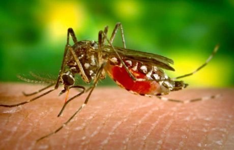 WHO issues malaria warning as resistant strain spreads