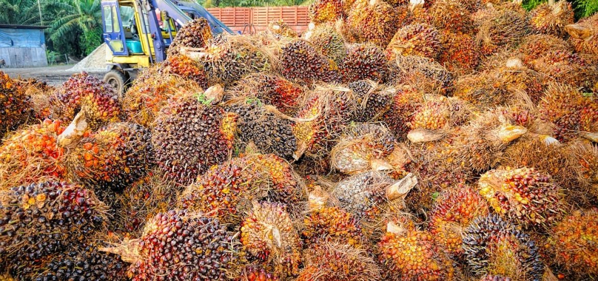 EU caps the use of palm oil in fuels
