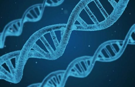 L’Inserm découvre que chaque organe a sa propre horloge biologique