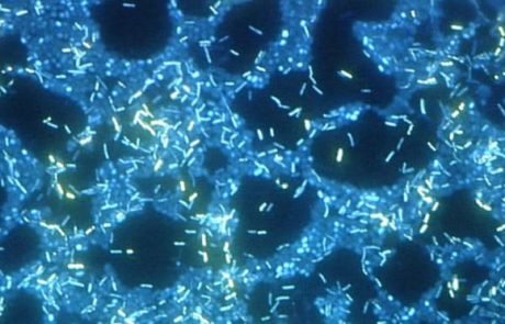 Des bactéries qui échangent de l’information par voie chimique au sein de biofilms flottants