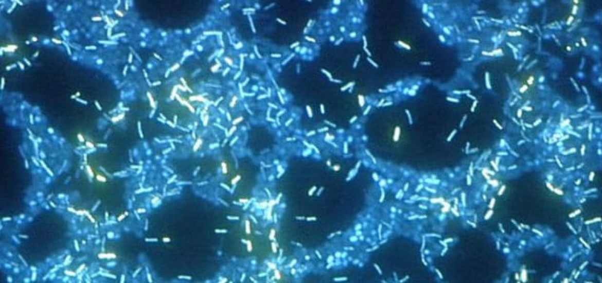 Des bactéries qui échangent de l’information par voie chimique au sein de biofilms flottants