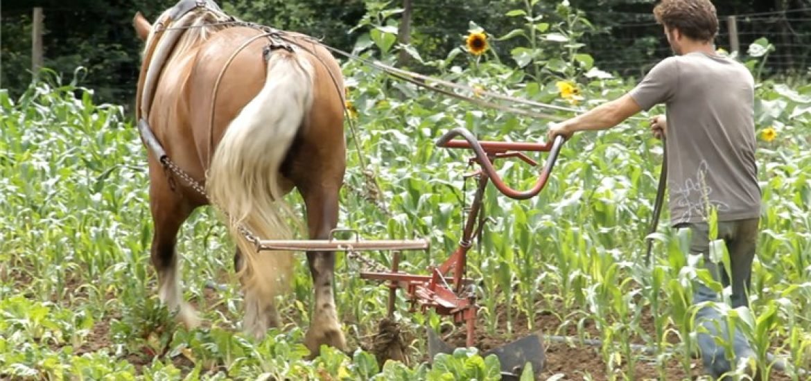 La biodynamie, une bien étrange théorie