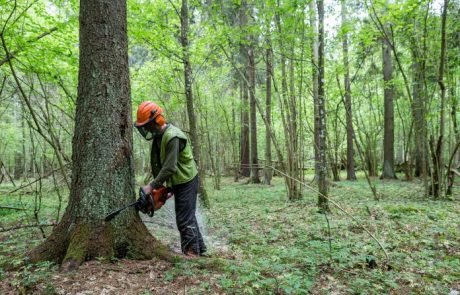 L’UE accuse la Pologne de dévaster Białowieża, la plus ancienne forêt d’Europe