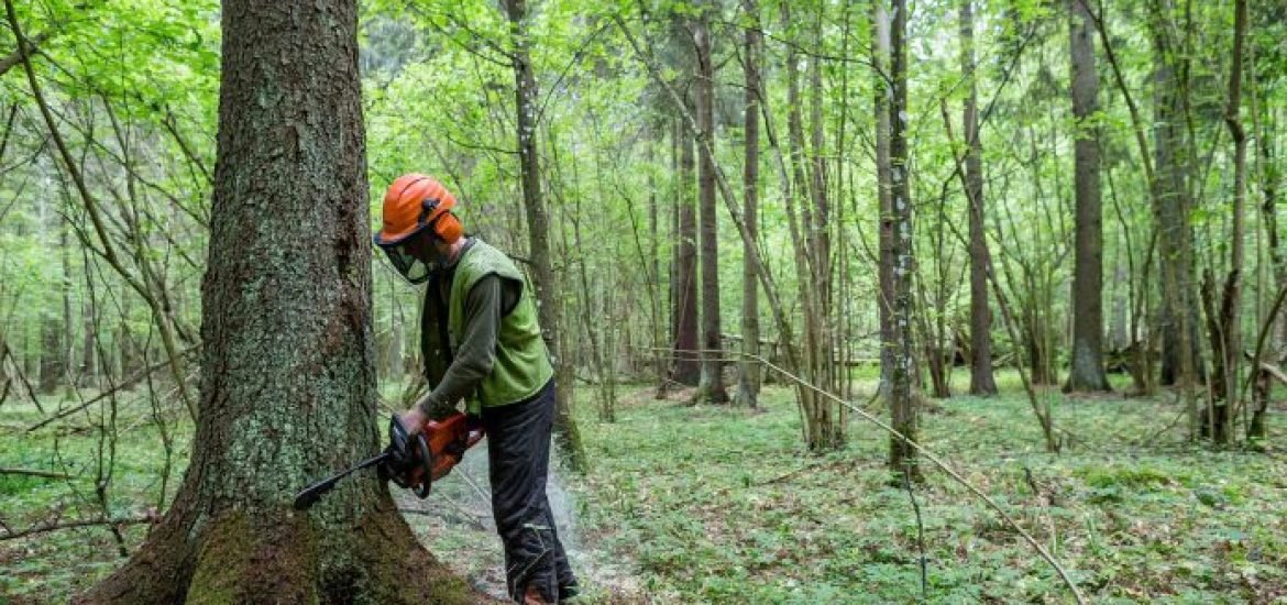 L’UE accuse la Pologne de dévaster Białowieża, la plus ancienne forêt d’Europe