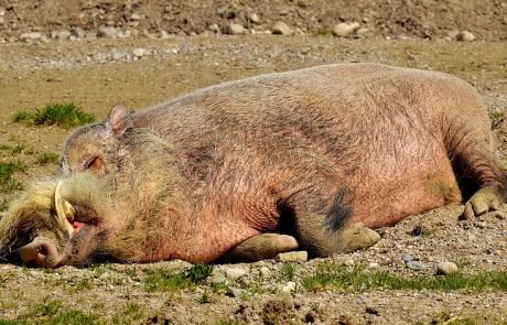 La Pologne bâtit un mur pour se protéger de la peste porcine