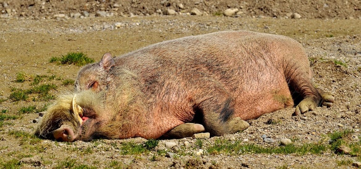 La Pologne bâtit un mur pour se protéger de la peste porcine