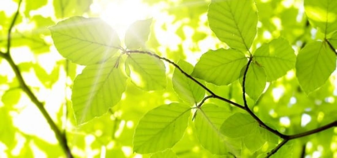 Des plantes pour réduire la pollution au mercure