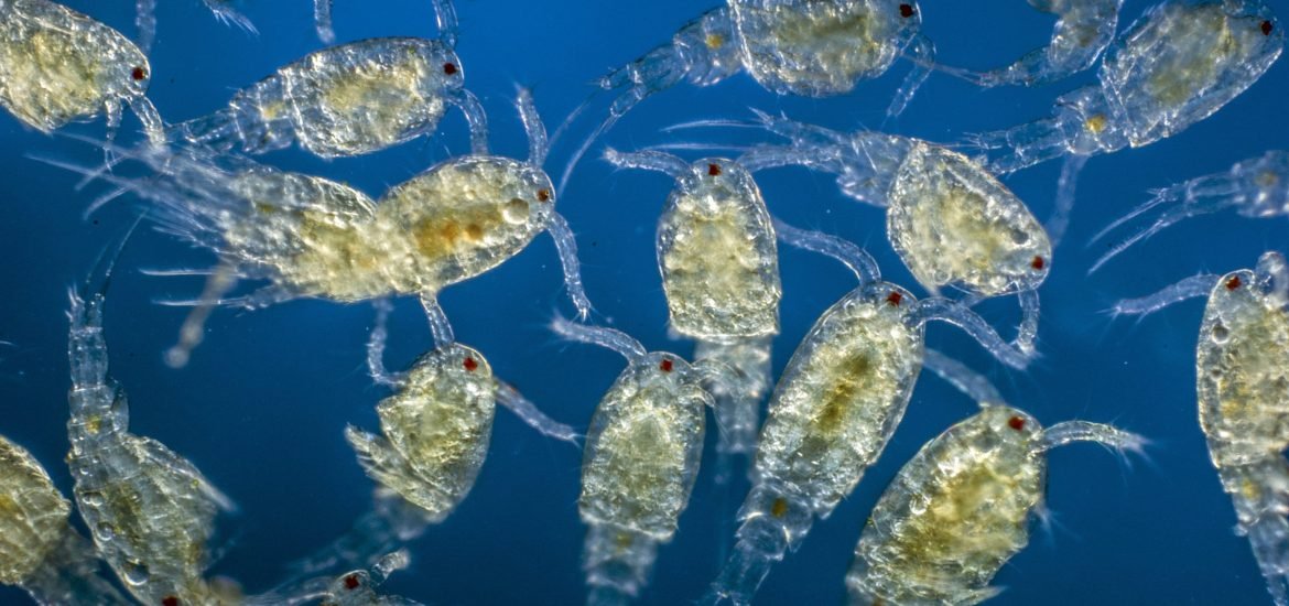 Quel rôle les océans peuvent-ils jouer dans la lutte contre la faim dans le monde ?