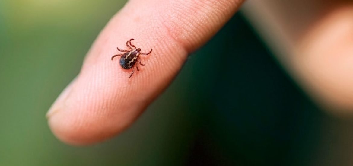 Lyme borreliosis on the move