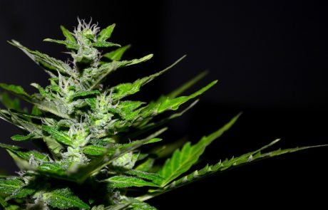 Cannabis compound could treat psychosis