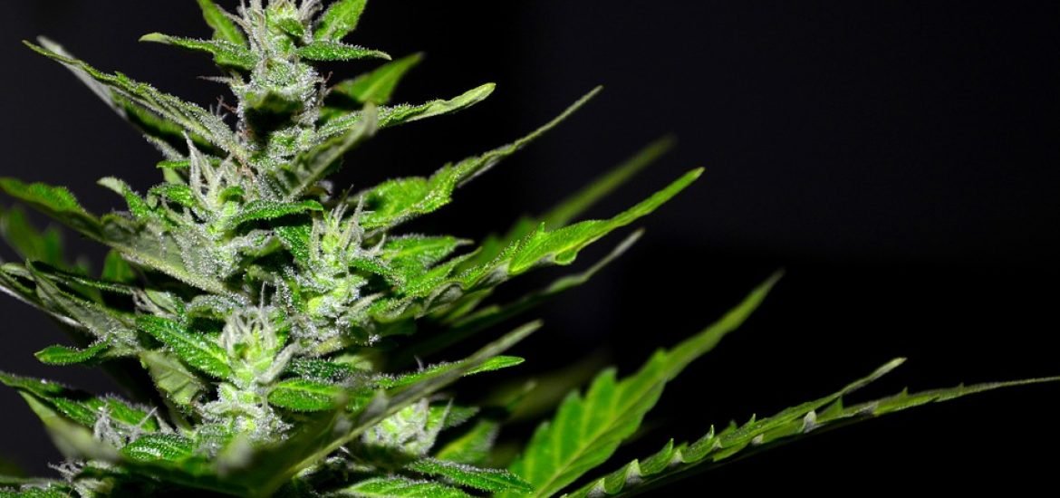 Un des composants du cannabis pourrait aider à traiter la psychose