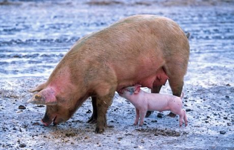 Die EU fordert eine Entschädigung für das in ihren Augen illegale Verbot europäischer Schweinefleischimporte durch Russland